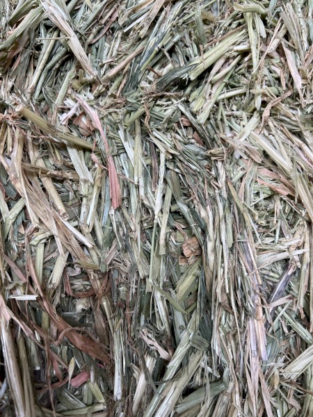 Top Quality Barley Hay