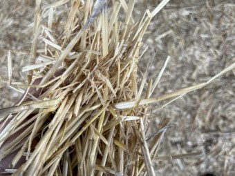 Barley Straw