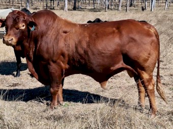 Registered Polled Droughtmaster Bull