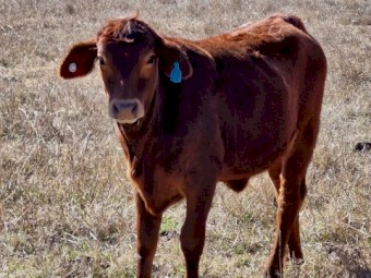 Registered Polled Droughtmaster Bull