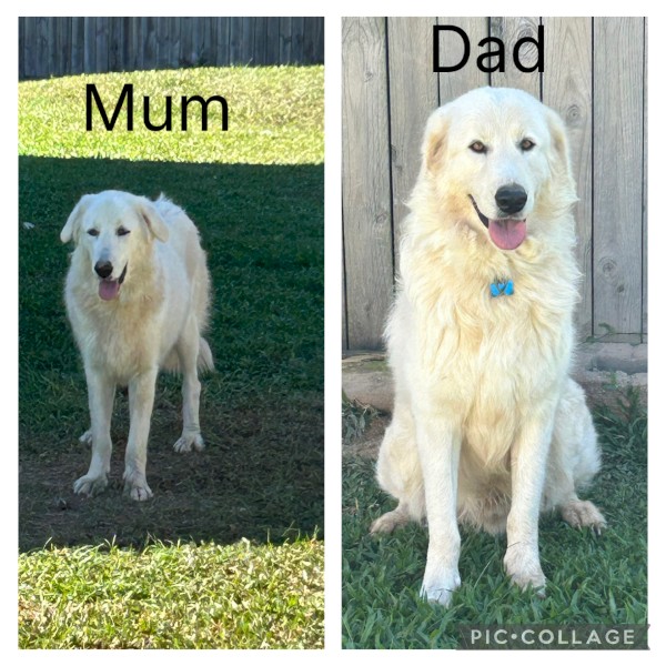 Purebred Maremma Puppies