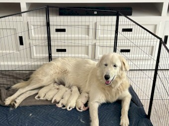 Purebred Maremma Puppies