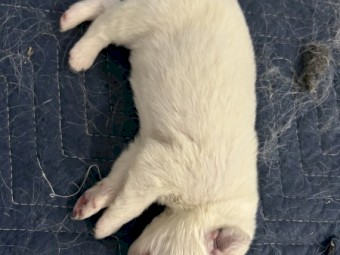 Purebred Maremma Puppies