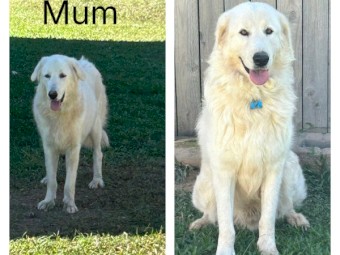 Purebred Maremma Puppies