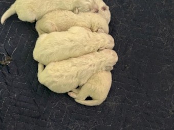 Purebred Maremma Puppies