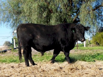 Angus Bull