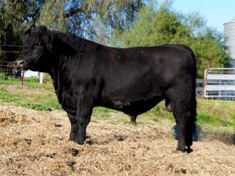Angus Bull