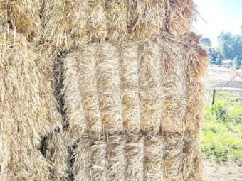 New season Wheaten Hay 
