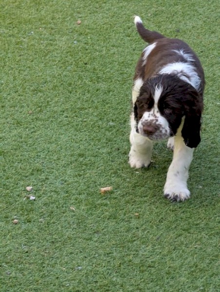 GALAXY Spacefaring Pups Available