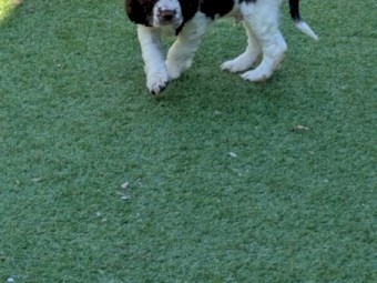 GALAXY Spacefaring Pups Available