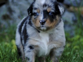 Australian shepherd puppies