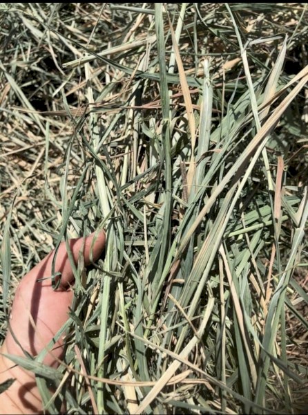 New season Oaten hay 8x4x3