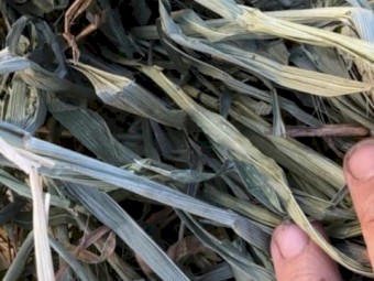 New season Oaten hay 8x4x3