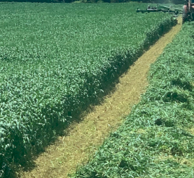 New season Oaten hay 8x4x3