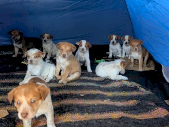 Cattle dog x dingo pups 
