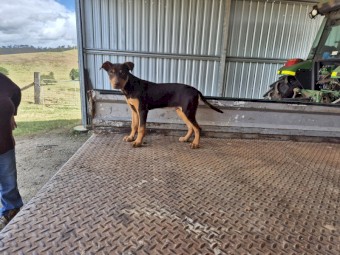Working Kelpie Pups