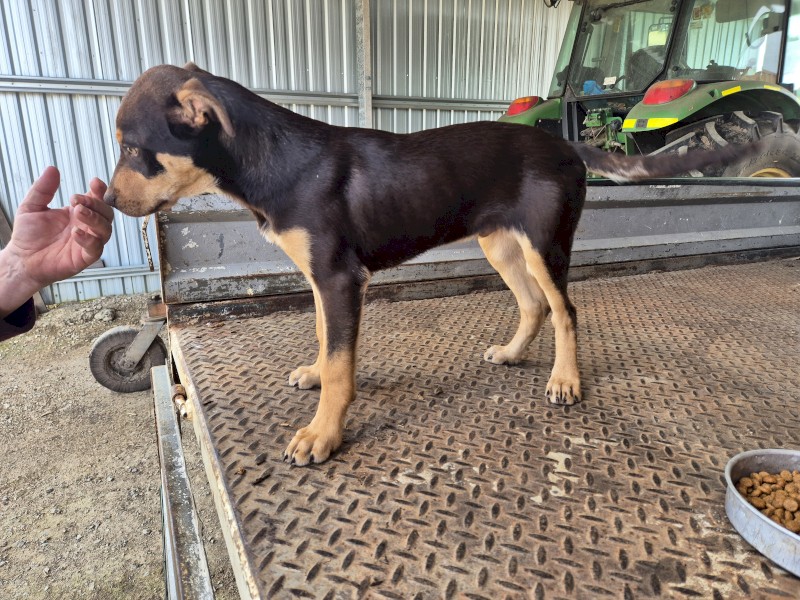 Working Kelpie Pups