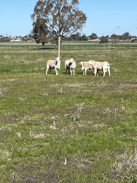 Aussie White Rams 2022 