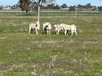 Aussie White Rams 2022 