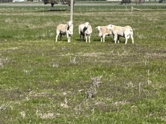 Aussie White Rams 2022 