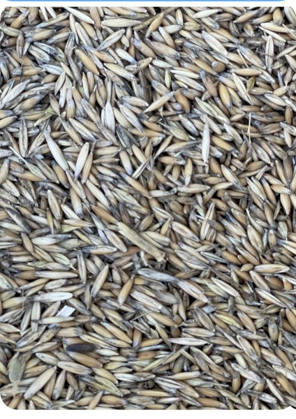 Yarran Feed Oats 