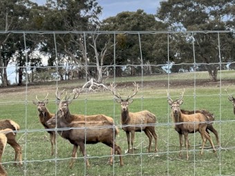 Red Stags for Sale – 3-Year-Olds – VIC