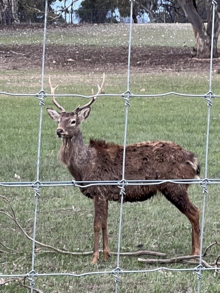 Sika Deer for Sale – VIC