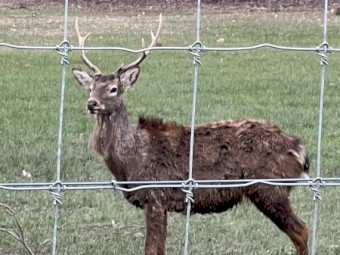 Sika Deer for Sale – VIC