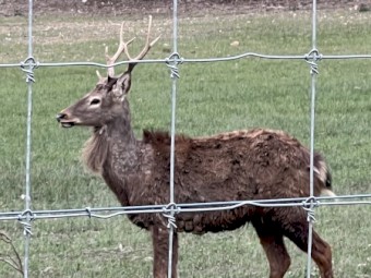 Sika Deer for Sale – VIC