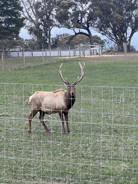 Elk bull for sale