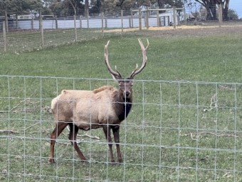 Elk bull for sale