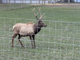 Elk bull for sale