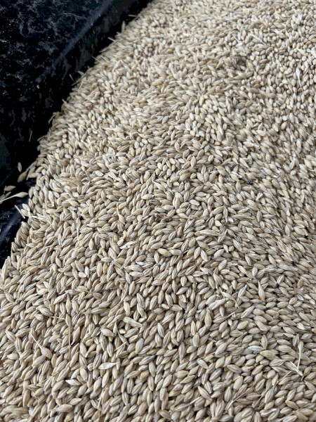 88mt BAR1 Barley