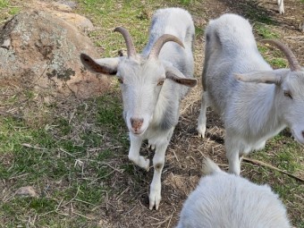 Purebred Saanen Milking Goats - Buck and Does