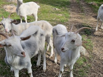Purebred Saanen Milking Goats - Buck and Does