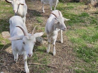 Purebred Saanen Milking Goats - Buck and Does