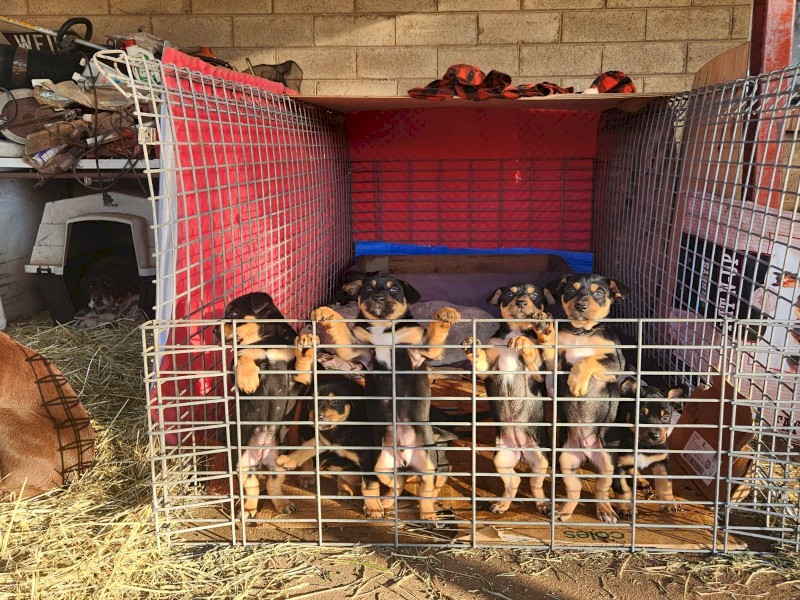 Black and Tan Kelpie Pups for Sale