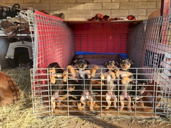 Black and Tan Kelpie Pups for Sale