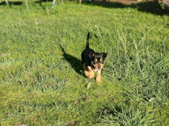 Black and Tan Kelpie Pups for Sale