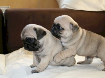 Healthy pug puppies