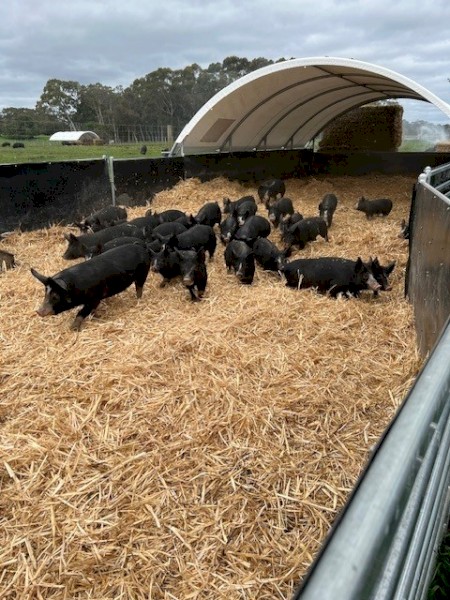 2021 Skid Shelters for Livestock x 10