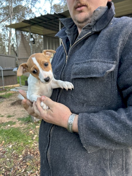 Mini Foxy Pups For Sale
