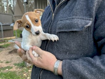 Mini Foxy Pups For Sale