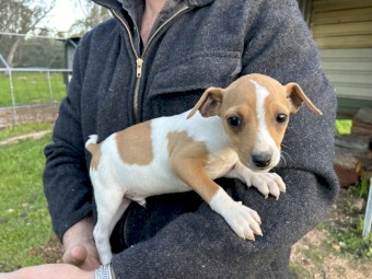 Mini Foxy Pups For Sale