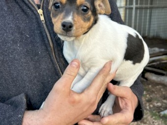 Mini Foxy Pups For Sale