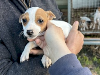 Mini Foxy Pups For Sale