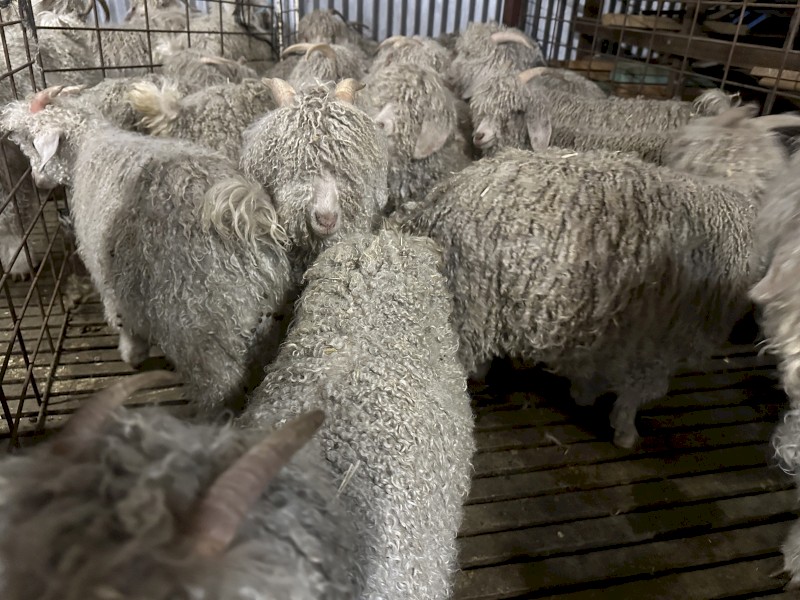 Angora Does 2018-19-20 drop