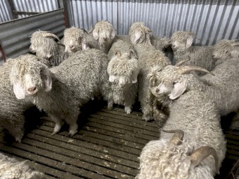 Angora Does 2018-19-20 drop