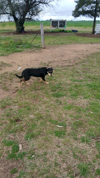 3 Male Kelpie pups 