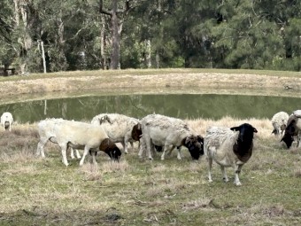 10 x Dorper Ewes